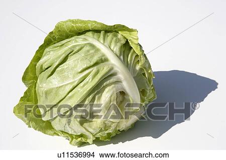 Cabbage View Large Photo Image Picture - Cabbage. Fotosearch