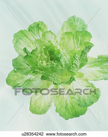 Stock Image - Cabbage. Fotosearch