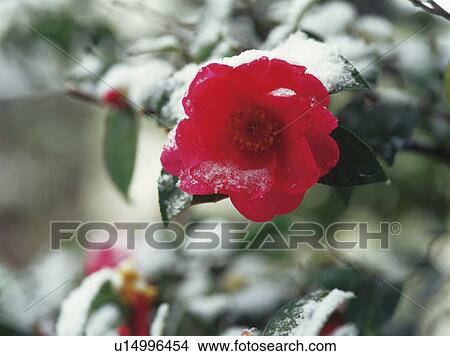 Picture - Camellia covered in snow. Fotosearch