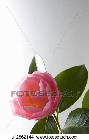 Picture - Camellia. Fotosearch