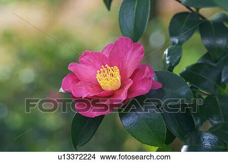 Picture - Camellia. Fotosearch