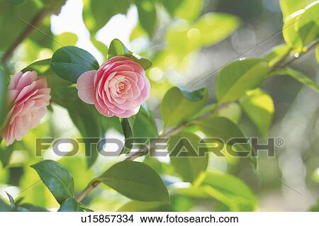 Picture - Camellia. Fotosearch