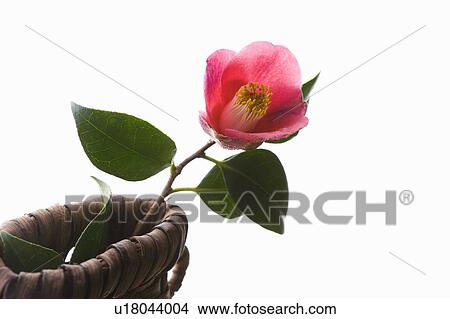 Picture - Camellia. Fotosearch