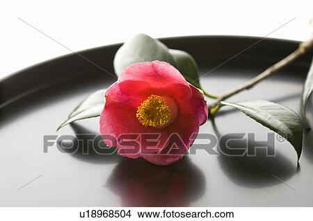 Camellia View Large Photo Image Picture - Camellia. Fotosearch