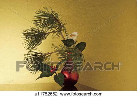 Camellia, sacandra glabra and pine branches in a vase View Large Photo Image Stock Image - Camellia, sacandra glabra and pine branches in a vase. Fotosearch
