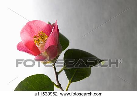 Stock Image - Camellia. Fotosearch