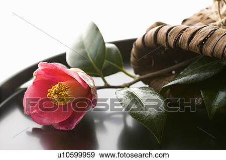 Stock Photo - Camellia. Fotosearch