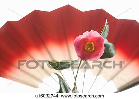 Camellias and a folding fan View Large Photo Image Picture - Camellias and a folding fan. Fotosearch