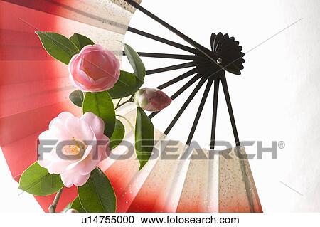 Camellias and a folding fan View Large Photo Image Stock Image - Camellias and a folding fan. Fotosearch