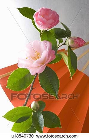 Stock Image - Camellias and a folding fan. Fotosearch