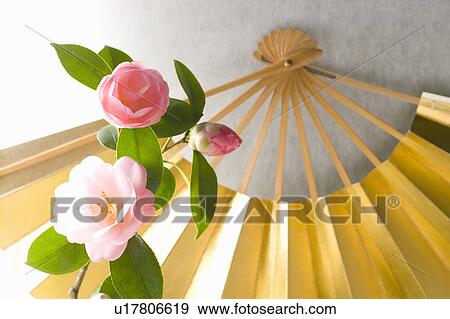 Camellias and a folding fan View Large Photo Image Stock Photo - Camellias and a folding fan. Fotosearch