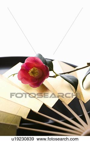 Stock Photo - Camellias and a folding fan. Fotosearch
