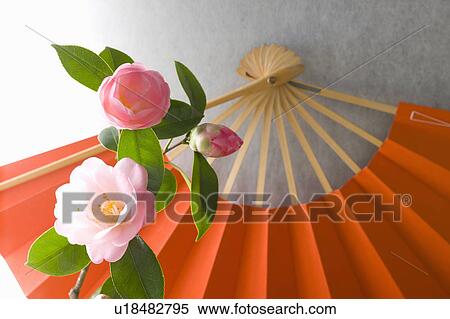 Stock Photography - Camellias and a folding fan. Fotosearch