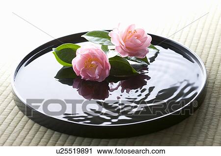 Stock Image - Camellias in a tray of water. Fotosearch