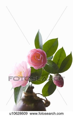 Stock Photo - Camellias in a vase. Fotosearch
