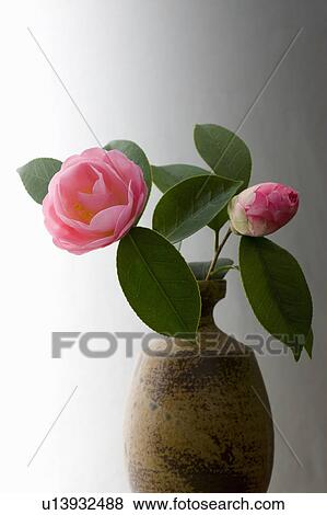 Camellias in a vase View Large Photo Image Stock Photo - Camellias in a vase. Fotosearch