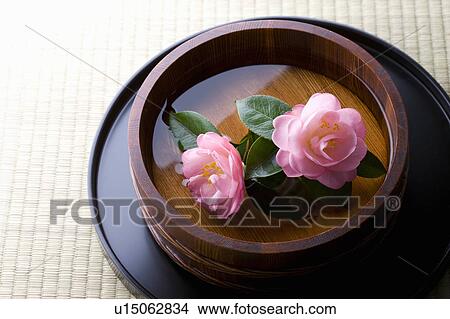 Picture - Camellias in a wooden bucket. Fotosearch