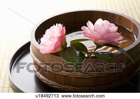 Camellias in a wooden bucket View Large Photo Image Stock Image - Camellias in a wooden bucket. Fotosearch