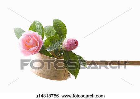 Stock Photograph - Camellias in a wooden ladle. Fotosearch