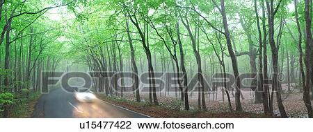 Stock Image - Car driving on road through beech forest, Tsuta-numa, Aomori Prefecture, Japan. Fotosearch