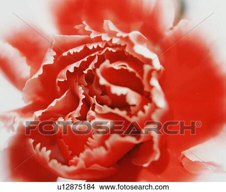 Picture - Carnation. Fotosearch