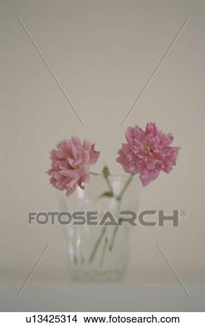 Carnations in a glass View Large Photo Image Picture - Carnations in a glass. Fotosearch