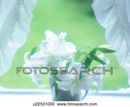 Stock Image - Casablanca lilies on a windowsill. Fotosearch