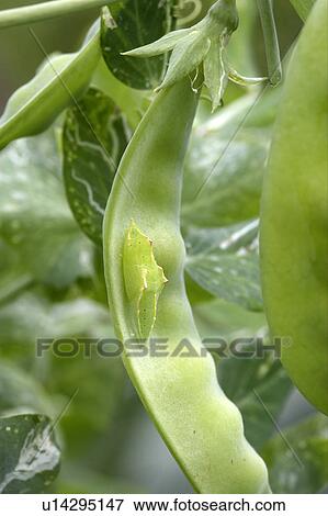 Stock Photo - Caterpillar on a pea pod. Tochigi Prefecture, Japan. Fotosearch