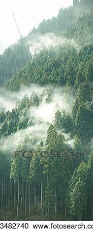 Cedar pollen, Sonobe, Kyoto, Japan View Large Photo Image Stock Image - Cedar pollen, Sonobe, Kyoto, Japan. Fotosearch