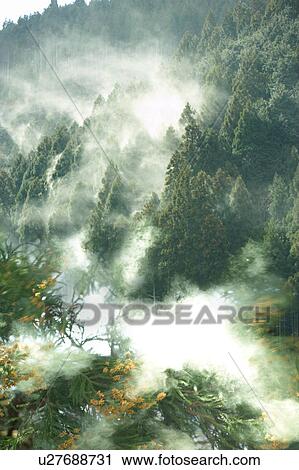 Cedar pollen, Sonobe, Kyoto, Japan View Large Photo Image Stock Image - Cedar pollen, Sonobe, Kyoto, Japan. Fotosearch
