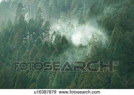 Stock Photo - Cedar pollen, Sonobe, Kyoto, Japan. Fotosearch