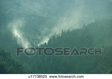 Stock Photography - Cedar pollen, Sonobe, Kyoto, Japan. Fotosearch