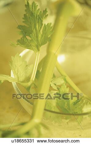 Stock Image - Celery stick in glass bowl. Fotosearch