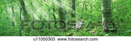 Stock Image - Chair in a forest, Tsuta-numa, Aomori Prefecture, Japan. Fotosearch