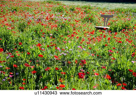 Stock Image - Chair in poppy field. Fotosearch