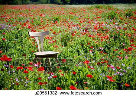 Stock Image - Chair in poppy field. Fotosearch