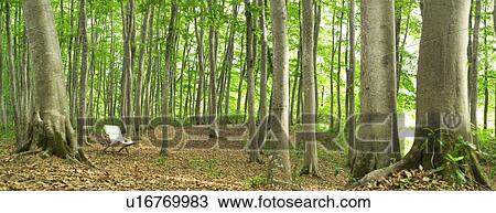 Chair in the woods, Matsudai-machi, Tokamachi, Niigata Prefecture, Japan View Large Photo Image Stock Image - Chair in the woods, Matsudai-machi, Tokamachi, Niigata Prefecture, Japan. Fotosearch