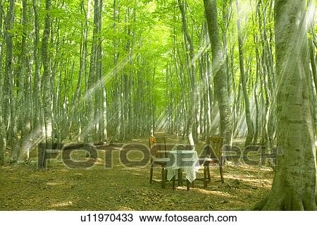 Stock Image - Chairs and table in a forest clearing, Tsuta-numa, Aomori Prefecture, Japan. Fotosearch