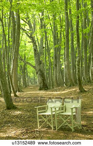 Chairs in a forest clearing, Tsuta-numa, Aomori Prefecture, Japan View Large Photo Image Stock Photo - Chairs in a forest clearing, Tsuta-numa, Aomori Prefecture, Japan. Fotosearch