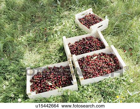 Cherries in wooden boxes View Large Photo Image Picture - Cherries in wooden boxes. Fotosearch