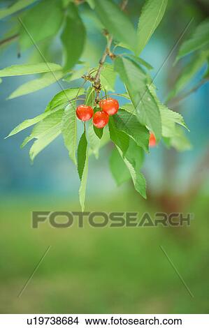 Picture - Cherries on a tree. Sagae, Yamagata Prefecture, Japan. Fotosearch