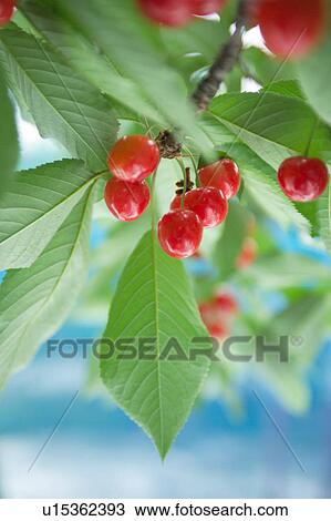 Stock Image - Cherries on a tree. Sagae, Yamagata Prefecture, Japan. Fotosearch