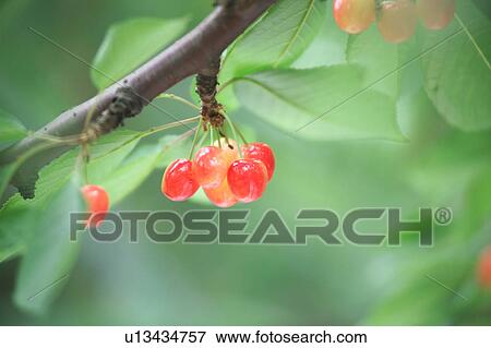 Cherries on a tree. Sagae, Yamagata Prefecture, Japan View Large Photo Image Stock Photo - Cherries on a tree. Sagae, Yamagata Prefecture, Japan. Fotosearch