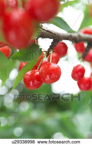 Cherries on a tree. Sagae, Yamagata Prefecture, Japan View Large Photo Image Stock Photo - Cherries on a tree. Sagae, Yamagata Prefecture, Japan. Fotosearch
