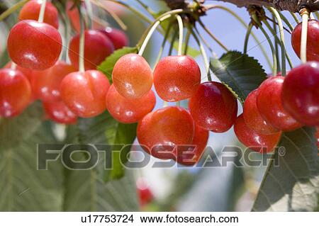 Picture - Cherries, Yamagata Prefecture, Honshu, Japan. Fotosearch