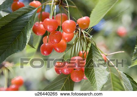 Cherries, Yamagata Prefecture, Honshu, Japan View Large Photo Image Stock Photography - Cherries, Yamagata Prefecture, Honshu, Japan. Fotosearch