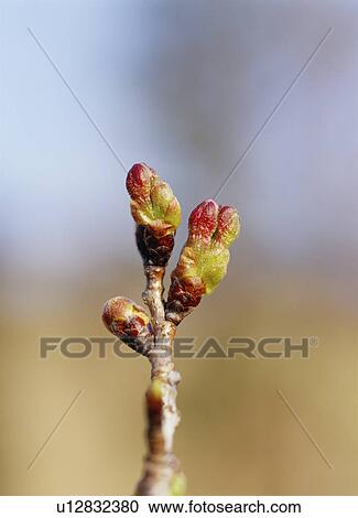 Stock Image - Cherry blossom buds, Yaita, Tochigi Prefecture, Japan. Fotosearch