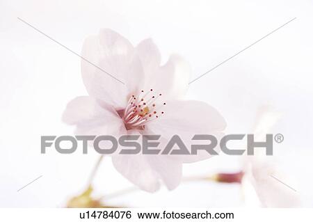 Stock Photograph - Cherry blossom. Fotosearch