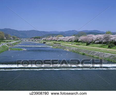 Cherry blossoms along Kamogawa river, Kyoto Prefecture, Honshu, Japan View Large Photo Image Stock Image - Cherry blossoms along Kamogawa river, Kyoto Prefecture, Honshu, Japan. Fotosearch