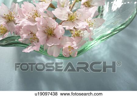 Cherry blossoms in a vase View Large Photo Image Stock Photo - Cherry blossoms in a vase. Fotosearch